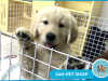 PETSHOP UY TÍN BÌNH THẠNH - CHĂM SÓC THÚ CƯNG TẬN TÂM