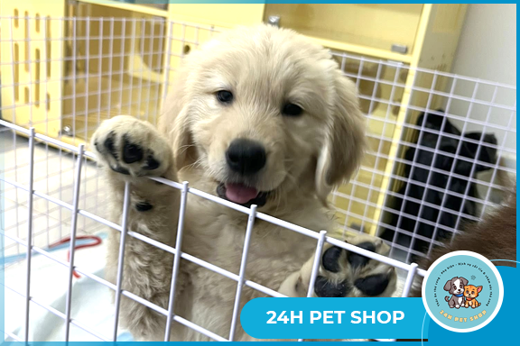 PETSHOP UY TÍN BÌNH THẠNH - CHĂM SÓC THÚ CƯNG TẬN TÂM